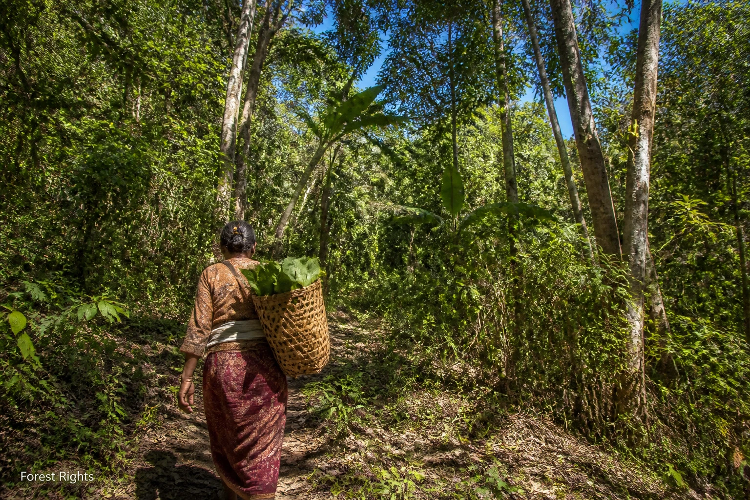 Indonesia Expands Forest Rights to Women in NTT—What It Means for Lombok Investors