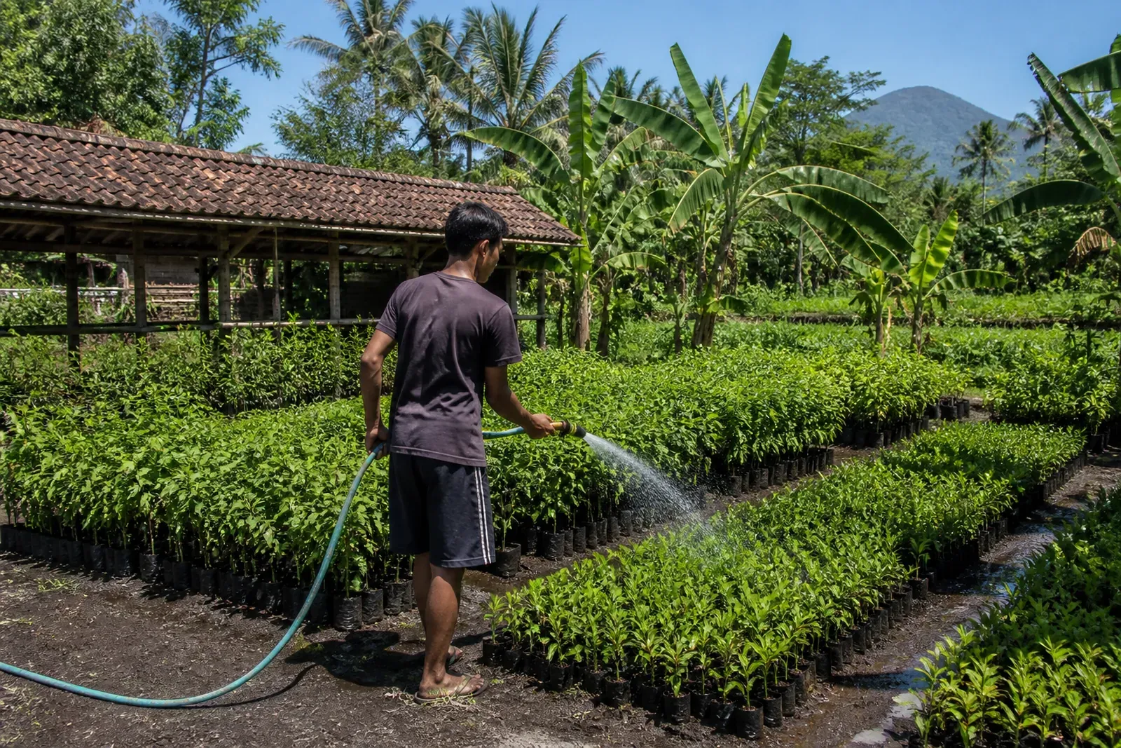 Indonesia Strengthens Nursery Network in Environmental Policy Push