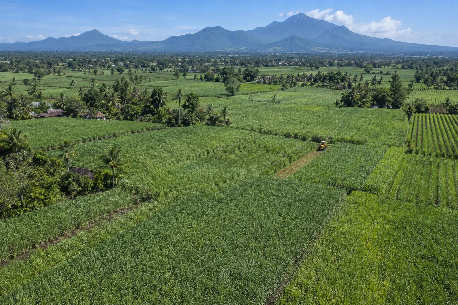 Indonesia Sets a 2 Million Hectare Sugarcane Target to Power Its E20 Fuel Plan