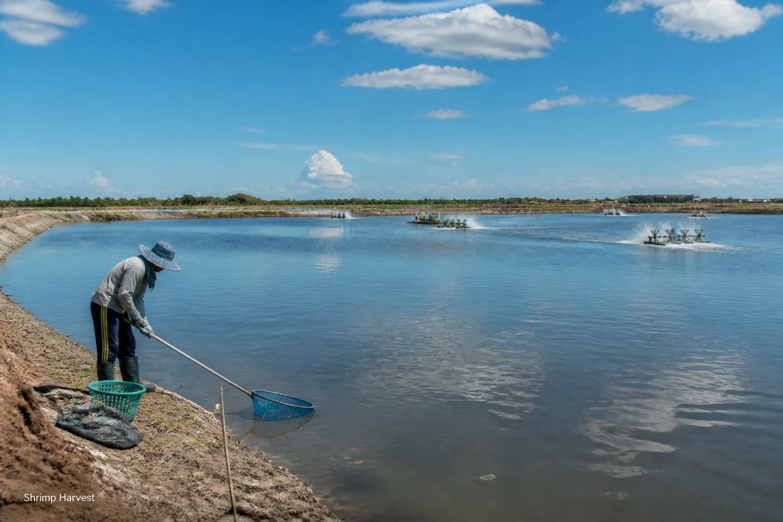 Prabowo’s Kebumen shrimp harvest signals a stronger coastal economy