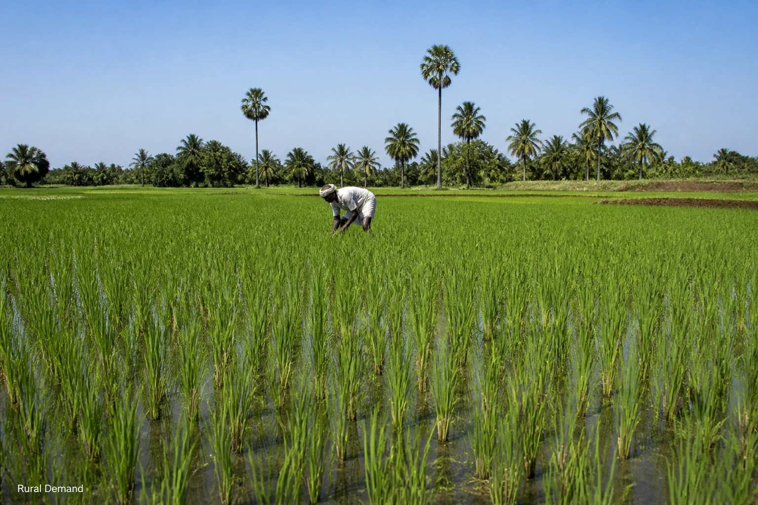 Prabowo’s MBG Drive Signals a New Rural Demand Engine in Indonesia
